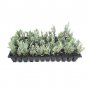 (10 plant) Moonglow Juniper Juniperus Scopulorum | Live Plants | Drought Tolerant Cold