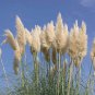 (30 plant) Pampas Grass | Cortaderia Selloana | Live Plants | Flowering Ornamental