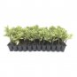 (40 plant) Variegated Pittosporum | Live Plants | Pittosporum Tobria Variegatum