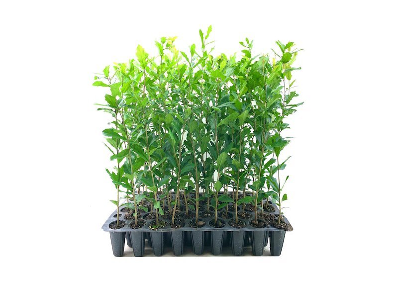 (3 plant) Southern Live Oak Tree | Quercus Virginiana | Live Plants