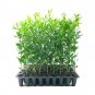 (3 plant) Southern Live Oak Tree | Quercus Virginiana | Live Plants