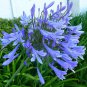 (30 plant) Agapanthus Africanus | Lily of The Nile