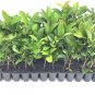 (40 plant) Sweet Viburnum Odoratissimum | Live Plants