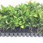 (10 plant) Sweet Viburnum Odoratissimum | Live Plants