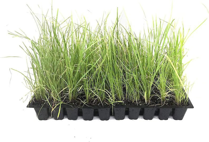 (30 plants) Sand Cord Grass | Live Plants | Spartina Bakeri | Drought Tolerant