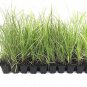 (20 plants) Sand Cord Grass | Live Plants | Spartina Bakeri | Drought Tolerant