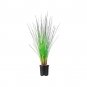 (5 plant) Muhly Grass Pink | Live Quart Size Plants | Muhlenbergia Capillaris Hairawn