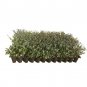 (30 plant) Dwarf Yaupon Holly | Ilex Schilling Stokes Vomitoria | Live Plants