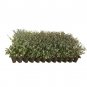 (3 plant) Dwarf Yaupon Holly | Ilex Schilling Stokes Vomitoria | Live Plants