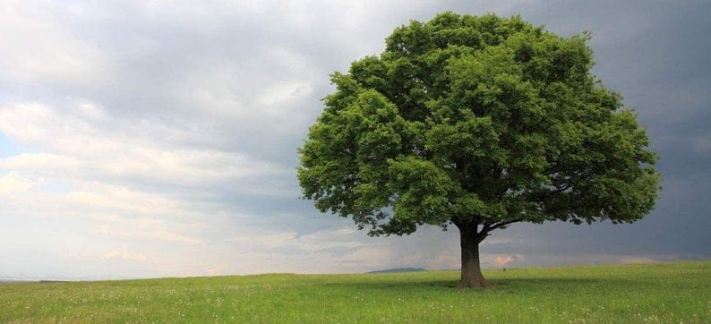 (30 plant) Laurel Oak Tree | Quercus Laurifolia Swamp Oak | Live Plants