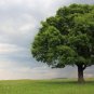 (30 plant) Laurel Oak Tree | Quercus Laurifolia Swamp Oak | Live Plants