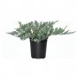(30 plant) Blue Rug Juniper | Live 4 Inch Pots | Juniperus Horizontalis Wiltonii