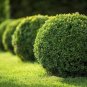 (30 plant) Winter Green Korean Boxwood | Live Plants | Buxus Microphylla