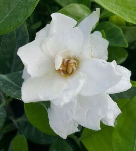 Frost Proof Gardenia Live Plant - Great Fragrance - Evergreen 7 to 10" tall
