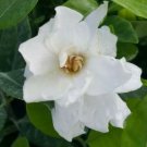 Frost Proof Gardenia Live Plant - Great Fragrance - Evergreen 7 to 10" tall