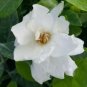 Frost Proof Gardenia Live Plant - Great Fragrance - Evergreen 7 to 10" tall