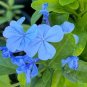 2 PLUMBAGO IMPERIAL BLUE LIVE STARTER PLANTS WELL ROOTED 3 TO 5 INCHES TALL