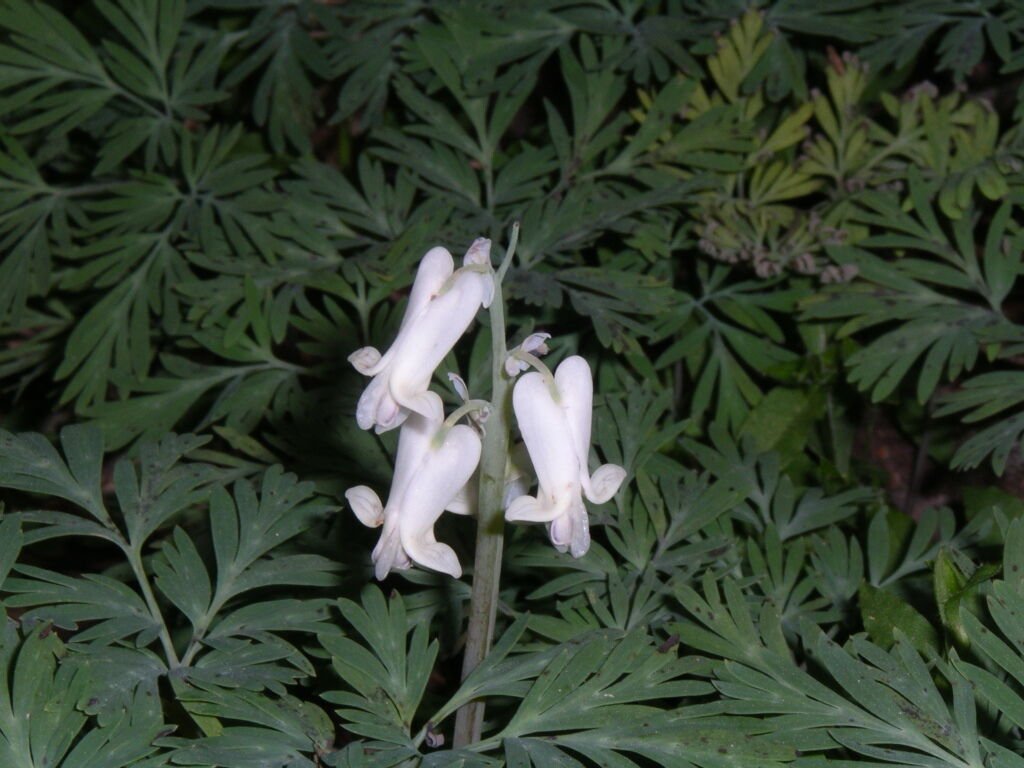 5 Squirrel Corn Dicentra canadensis Bulbs Roots NATIVE WOODLAND WILDFLOWERS SALE