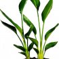 Two Orange Bird of Paradise Live Plant Indoor Outdoor Garden Plant 2 Pack 2" Pot