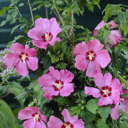 HIBISCUS SYRIACUS 'WOODBRIDGE' - STARTER PLANT - APPROX 6-8 INCH- DORMANT