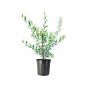 (2 tree) Arbequina Olive Tree | Beautiful Live Plant | Product Antioxidant-Rich Oils