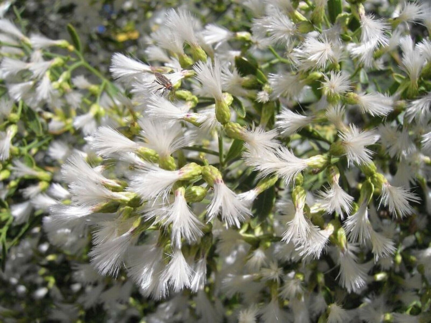 BACCHARIS HALIMIFOLIA - Groundsel tree, 1-2 year old plant, Bare root