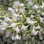 BACCHARIS HALIMIFOLIA - Groundsel tree, 1-2 year old plant, Bare root
