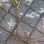 BACCHARIS HALIMIFOLIA - Groundsel tree, 1-2 year old plant, Bare root