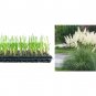 (20 plant) Pampas Grass Blue Bayou | Live Plants | Cortaderia Selloana