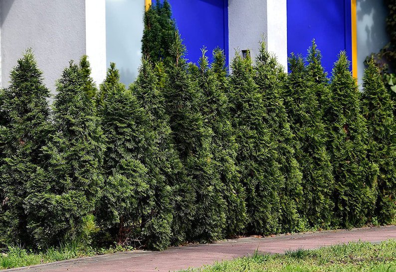 (10 tree) Thuja Arborvitae Blue Cone | Live Quart Size Trees | Evergreen Privacy