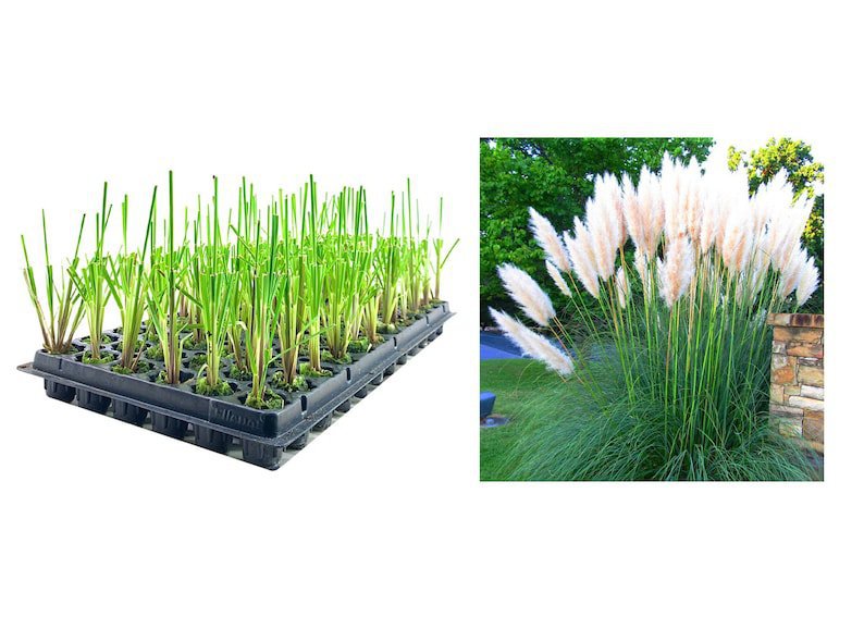 (40 plant) Dwarf Pampas Grass Live Plants Cortaderia Selloana Pumila