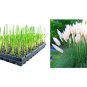 (3 plant) Dwarf Pampas Grass | Live Plants | Cortaderia Selloana Pumila