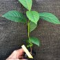 ~PUPOR~ Baccaurea tetrandra Borneo RED GRAPE TREE Live Small Potted PLANT