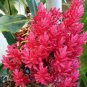 ~TAHITIAN GINGER~ Alpinia purpurata DBLE RED OSTRICH PLUME Sm Potd Starter Plant