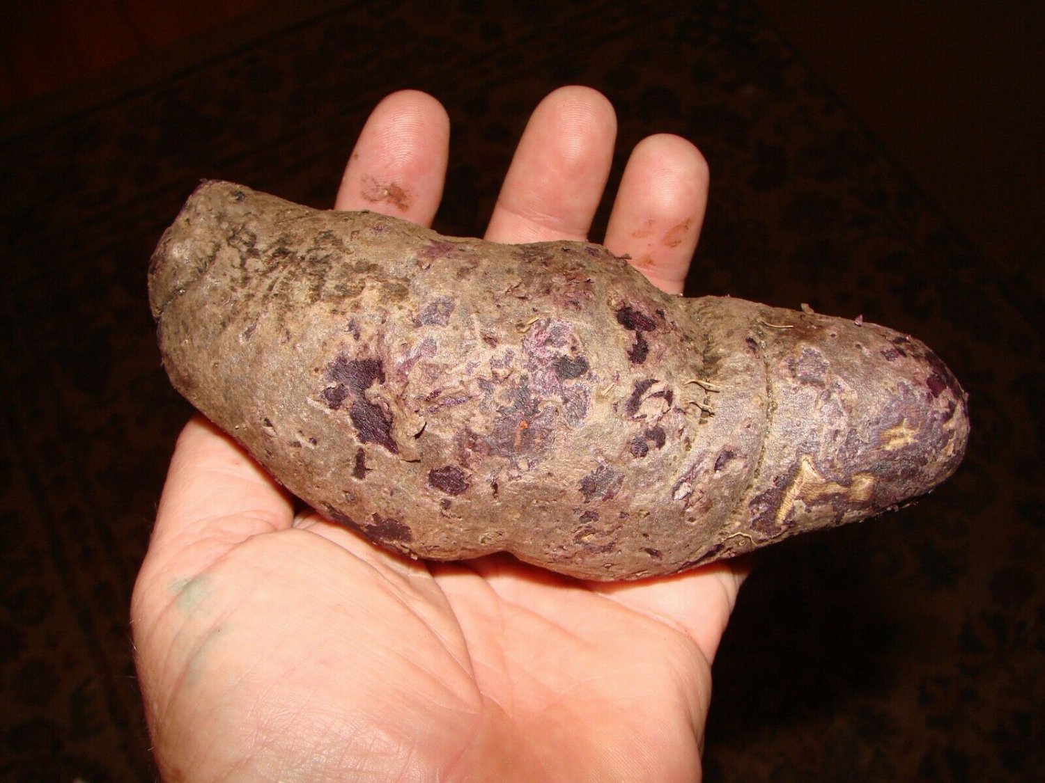 ~UBI~ Edible TUBER Dioscorea Alata PURPLE YAM PLANT Live small TUBER rdy2plant
