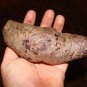 ~UBI~ Edible TUBER Dioscorea Alata PURPLE YAM PLANT Live small TUBER rdy2plant