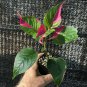 ~Party Time~ Alternanthera ficoidea COLORFUL EYE-CANDY Live Potted Starter Plant