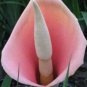 ~Lily of the Nile~ Devils Tongue Amorphophallus bulbifer Live potd small Plant