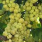 ~GROSELHA~ TAHITIAN GOOSEBERRY Phyllanthus acidus FRUIT TREE 30 RARE SEEDS