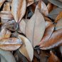 MAGNOLIA LEAF LITTER , Gallon Bag ,Terrarium Dart Frog VIVARIUM