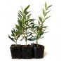 Tree of Peace Olive Tree-Olea Europaea 4 Pound