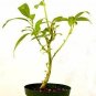 Night Blooming Jasmine 4''Pot Home Garden Tropical Shrub Intensely Fragrant Yard