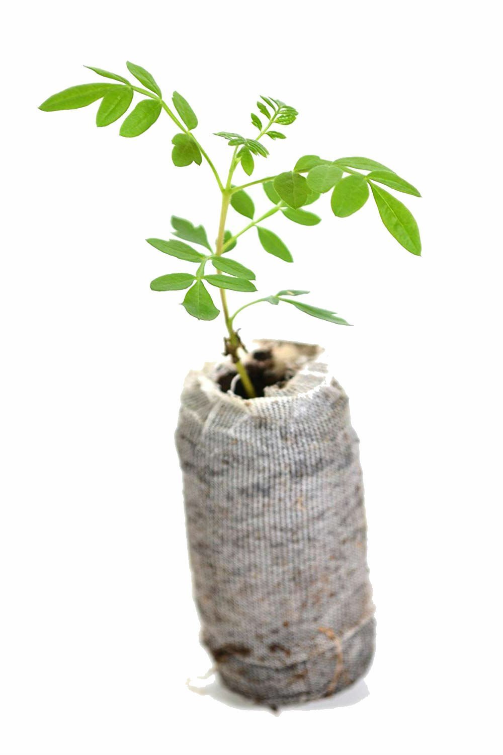 Blue Jacaranda Tree Live Plant Jacaranda Mimosifolia Starter Plug Draft Garden
