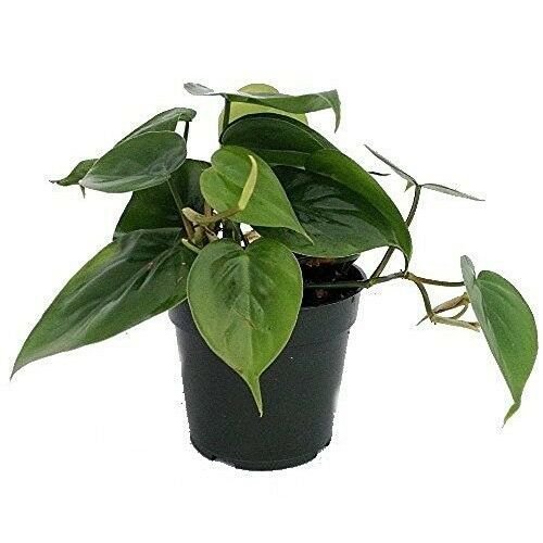 Heart Leaf Philodendron Easiest House Plant Live Grow 4"Pot Indoor Houseplant