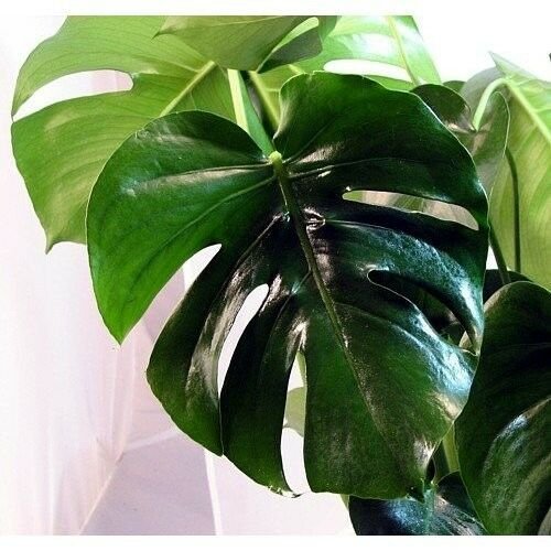 Split Leaf Philodendron 6"Pot Monstera Edible Fruit Live Plant Indoor Houseplant