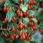 Sweet Big Lifeberry Goji Berry Vitamin Plant Lycium Super Fruit 4" Pot Tree Yard
