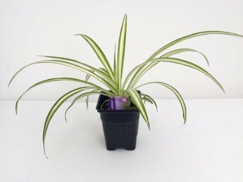 Ocean Spider Plant Easy Grow Cleans the Air NEW 3,5"Pot Garden Houseplant Indoor Live Plant