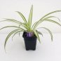 Ocean Spider Plant Easy Grow Cleans the Air NEW 3,5"Pot Garden Houseplant Indoor Live Plant