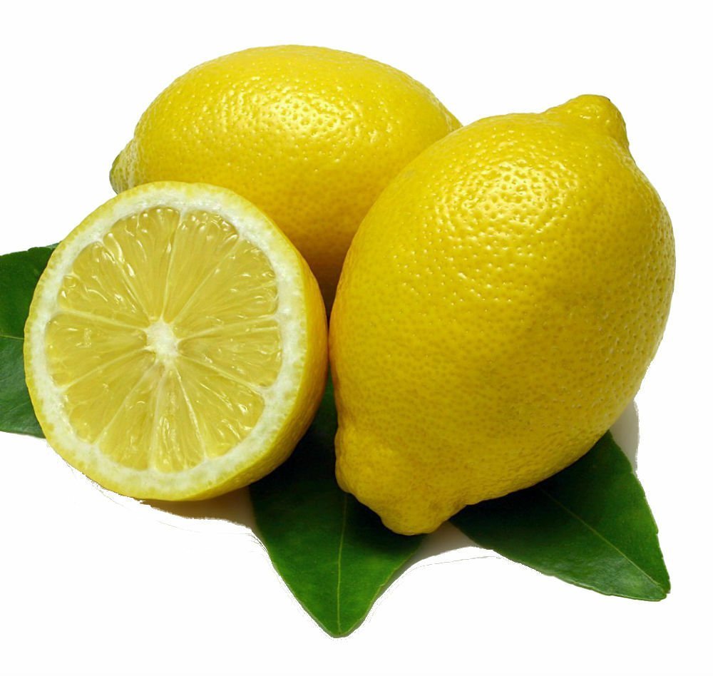 3 Lemon Trees Live Plants Eureka Four seasons Quatre Saisons Starter Plugs Tree