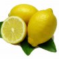 3 Lemon Trees Live Plants Eureka Four seasons Quatre Saisons Starter Plugs Tree